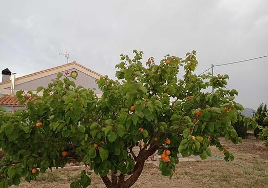 Villa in Yecla