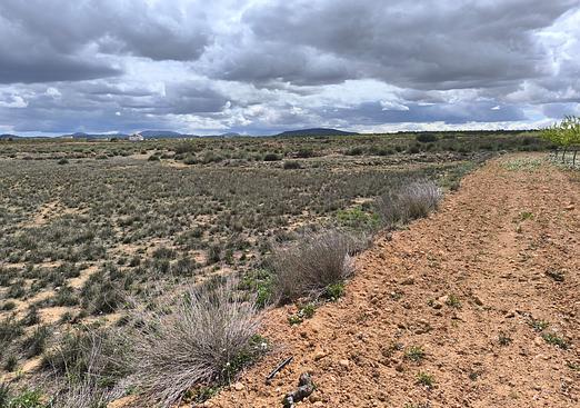 Land in Pinoso