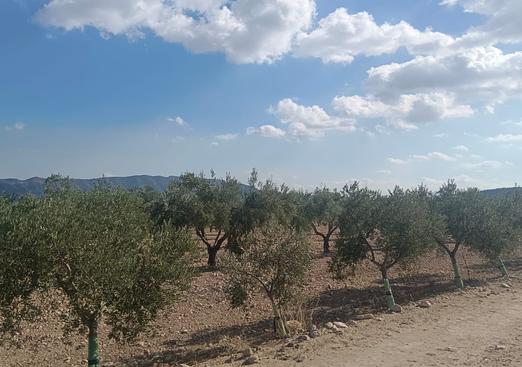 Land in Salinas