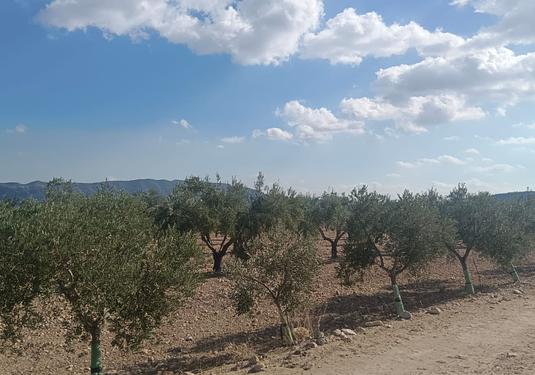 Land in Salinas