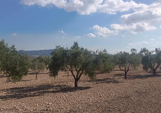 Land in Salinas