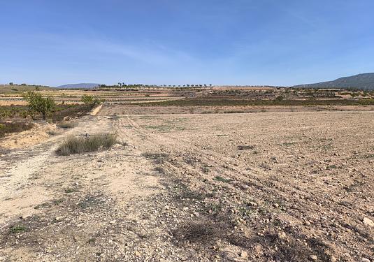 Land in Pinoso