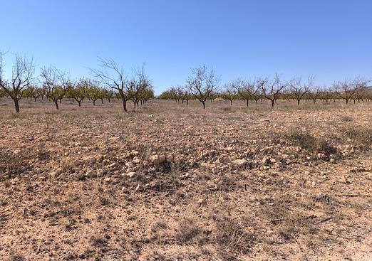 Land in Pinoso