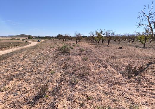 Land in Pinoso