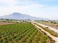 Finca in Callosa de Segura