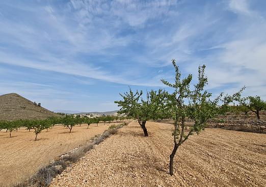 Land in Algueña
