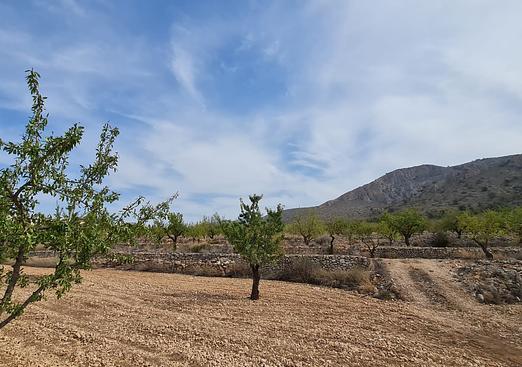 Land in Algueña