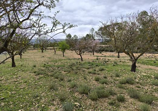 Land in Monóvar/Monóver