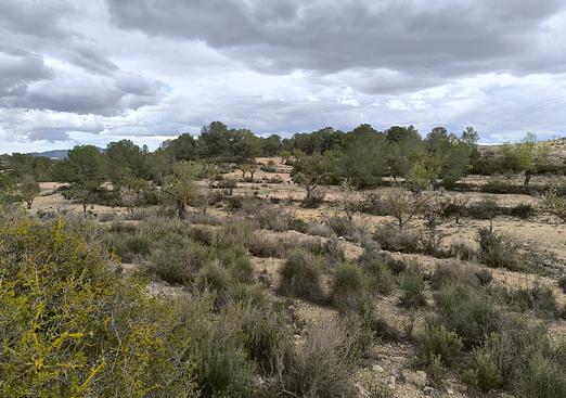 Land in Monóvar/Monóver