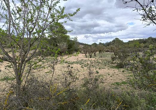 Land in Monóvar/Monóver