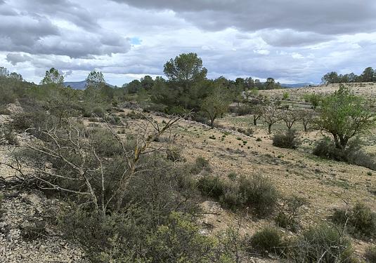 Land in Monóvar/Monóver