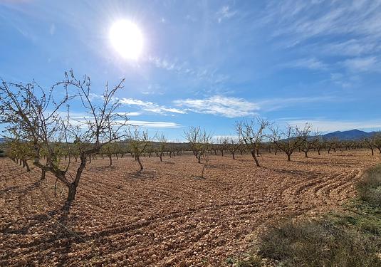 Land in Pinoso