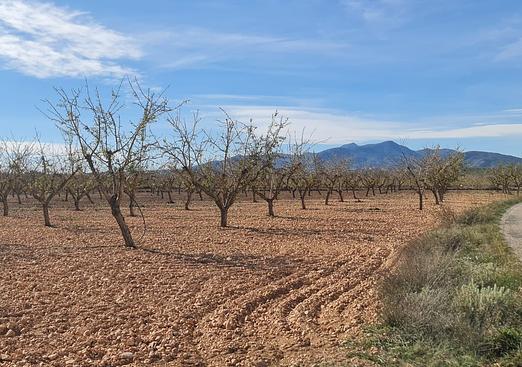Land in Pinoso