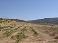 Land in Pinoso