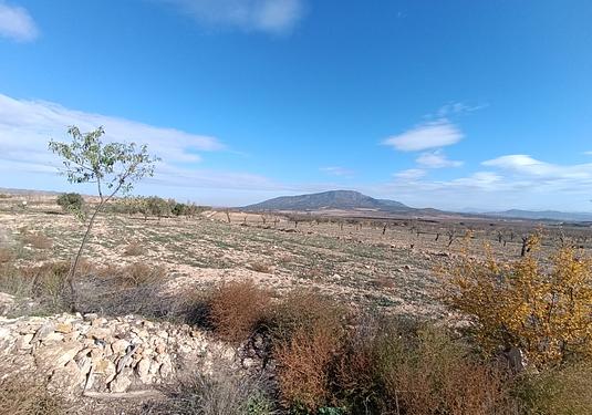 Other in Yecla