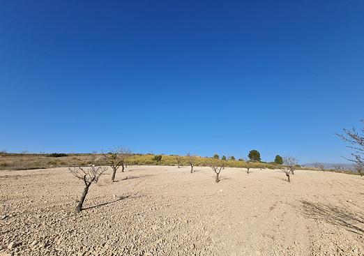 Land in Jumilla
