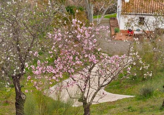 Country house in Alora