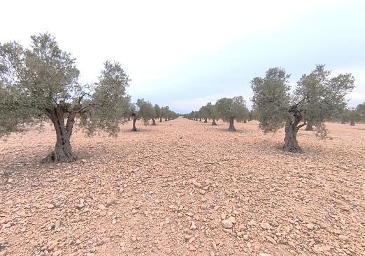 Land in Yecla