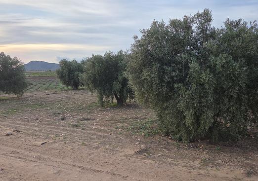 Land in Jumilla