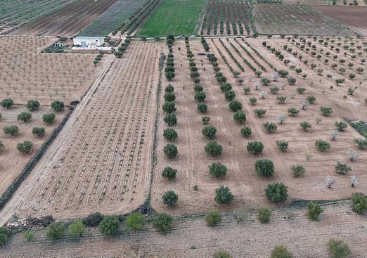 Land in Jumilla