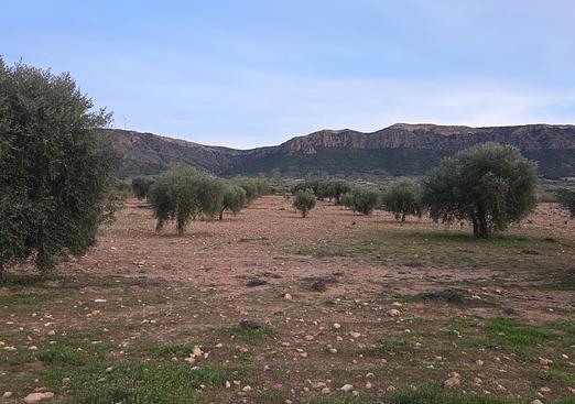 Land in Jumilla