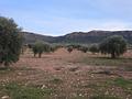 Land in Jumilla