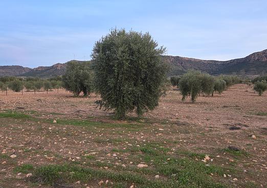 Land in Jumilla