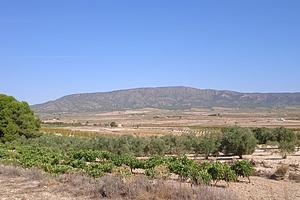 thumb 6