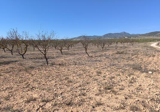Land in Pinoso