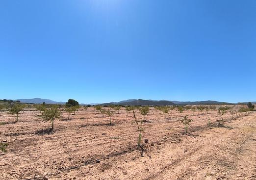 Land in Monóvar/Monóver