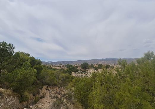 Other in Abanilla