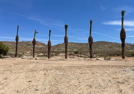 Land in Abanilla