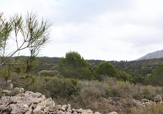 Land in Jalón