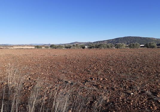 Land in Pinoso