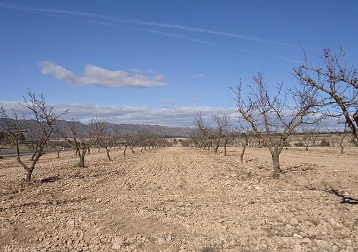 Land in Yecla