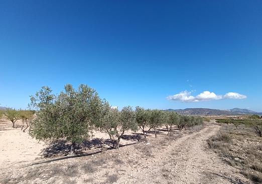 Country house in Jumilla