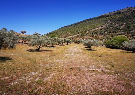 Land in Periana