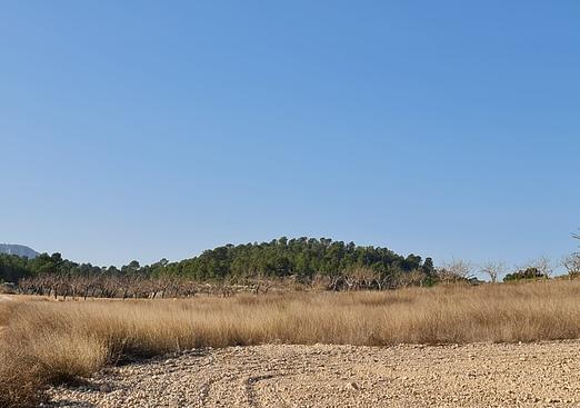 Land in Jumilla