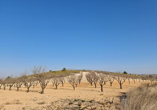 Land in Jumilla