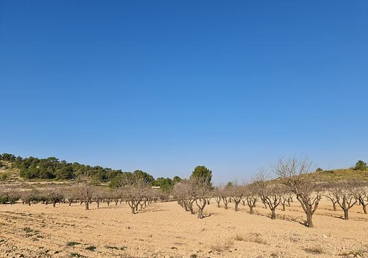 Land in Jumilla
