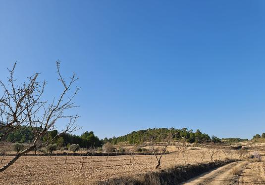 Land in Jumilla