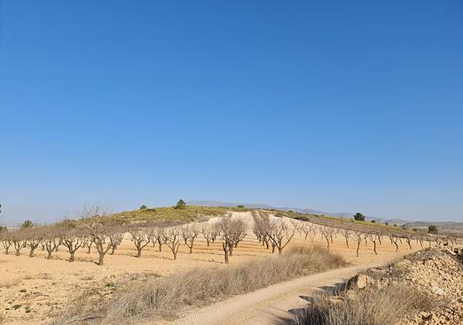 Land in Jumilla