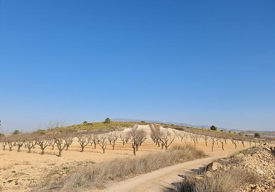 Land in Jumilla