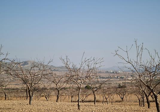 Land in Jumilla