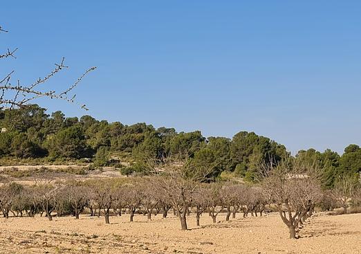 Land in Jumilla