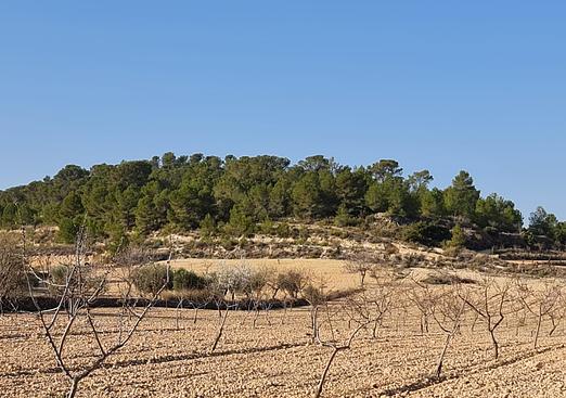 Land in Jumilla