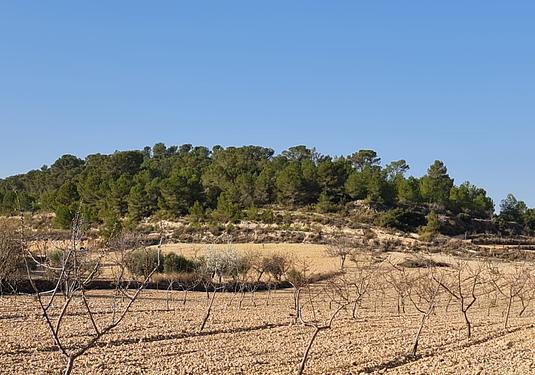 Land in Jumilla