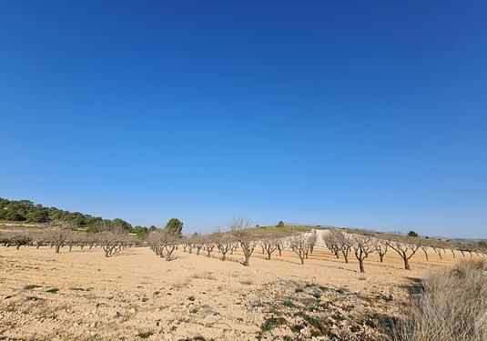 Land in Jumilla