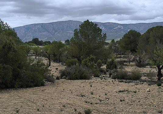 Land in Monóvar/Monóver