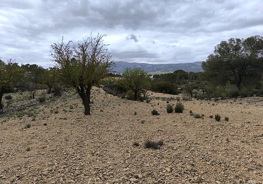 Land in Monóvar/Monóver